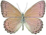 Spotted Lilac Tree Nymph v2, Butterfly Wing Pendant Necklace, Sevenia pechueli, Butterfly Wing Necklace, wing Encased in Resin, Zoology