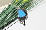 Real Ulysses Wing, Real Wing Necklace, Blue Black Butterfly Necklace, Papilio Ulysses Necklace, Entomology, Butterfly Wing Encased in Resin