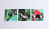 Butterfly Gift Tags Set of Three, Butterfly Paper Tags, Butterfly card, Entomology Card, Insect lover Card, Insect Card, Lepidoptera Card