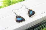 Turquoise Emperor Lower Wing Earrings, Butterfly Wing Earrings, Doxocopa Cherubina, Insect Earrings, Encased in Resin, Zoology, Entemology
