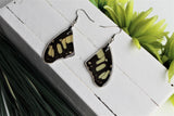 Malachite Wing Earrings, Butterfly Wing Earrings, Insect Earrings, Wing Earrings, Wing Encased in Resin, Preserved Wing, Entemology Jewelry