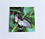 Butterfly Gift Tags Set of Three, Butterfly Paper Tags, Butterfly card, Entomology Card, Insect lover Card, Insect Card, Lepidoptera Card