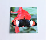 Butterfly Gift Tags Set of Three, Butterfly Paper Tags, Butterfly card, Entomology Card, Insect lover Card, Insect Card, Lepidoptera Card