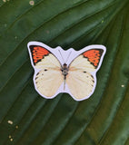 Orange and White Butterfly Sticker, Planner Sticker, Laptop Sticker, Stickers, Craft Stickers, Nature Stickers, Sticker Collector